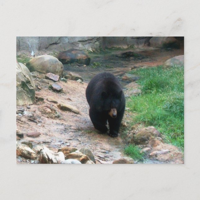 American Black Bear Postkarte (Vorderseite)