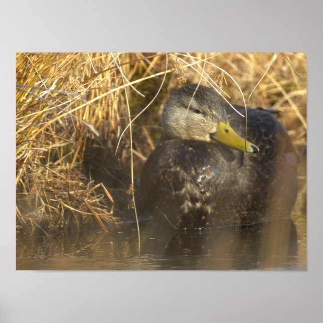 American Black Duck Poster (Vorne)