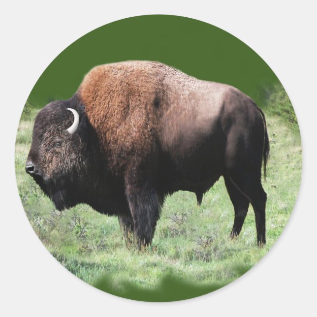American Brown Buffalo Stickers (Vorderseite)