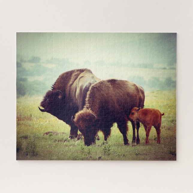 American Buffalo (Bison) Family (Horizontal)