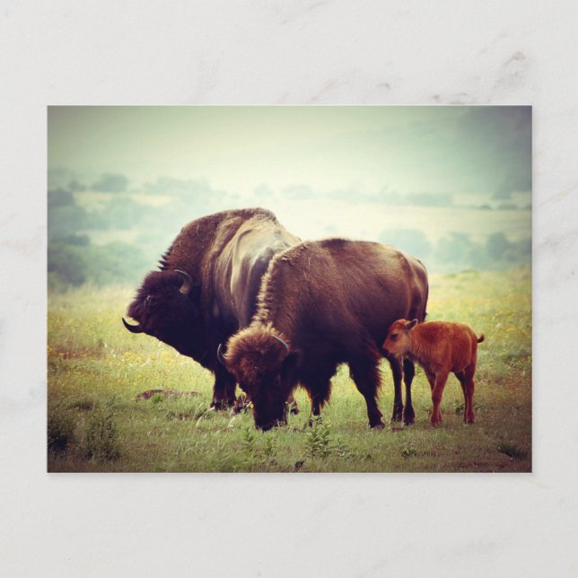 American Buffalo (Bison) Family Postkarte (Vorderseite)
