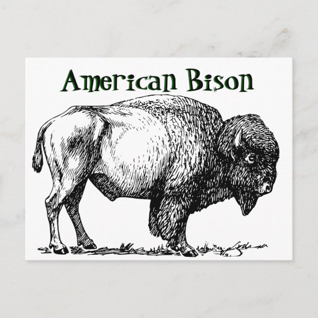 American Buffalo Bison Postkarte (Vorderseite)