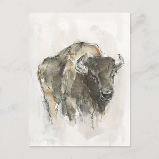 American Buffalo I Postkarte (Vorderseite)