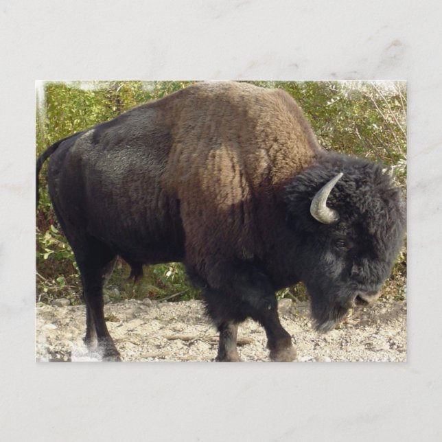 American Buffalo Postcard Postkarte (Vorderseite)