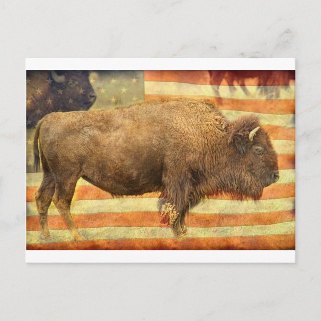 American Buffalo Postkarte (Vorderseite)