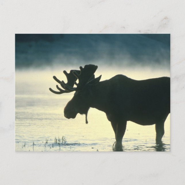 American Bull Moose Postkarte (Vorderseite)