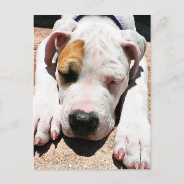 American Bulldog Postkarte (Vorderseite)