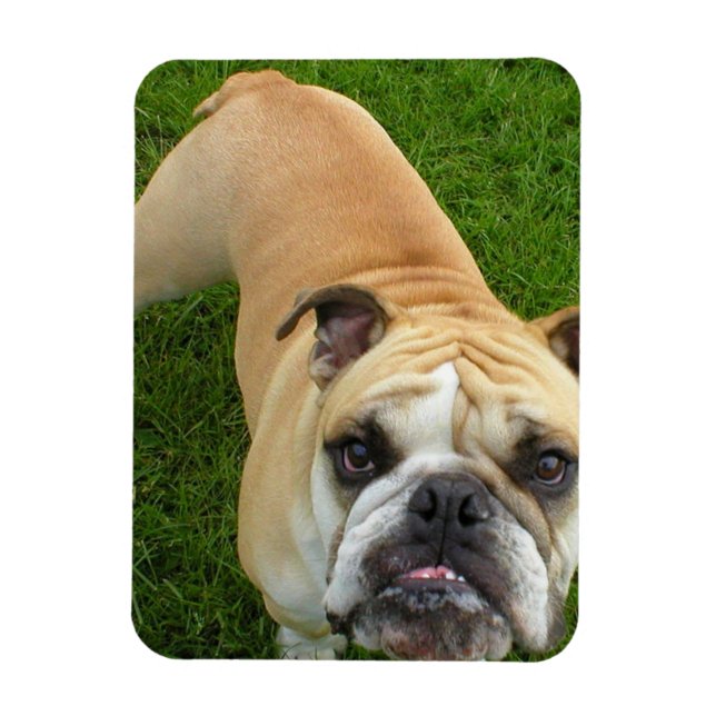 American Bulldog Premium Magnet (Vertical)