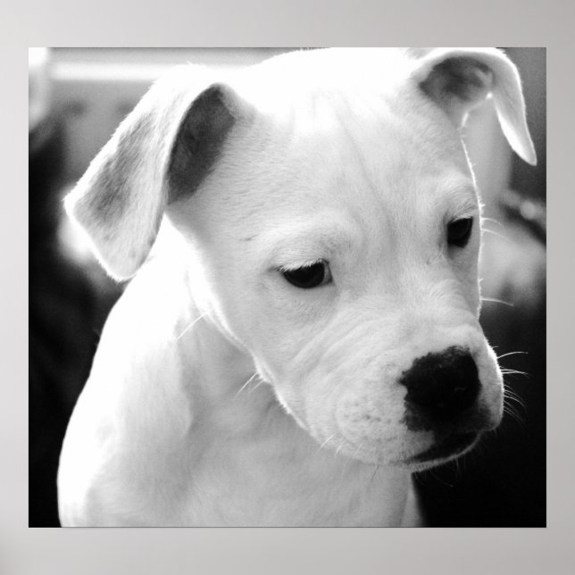 American Bulldog Pups Poster (Vorne)