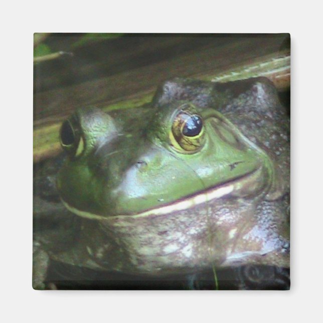 American Bullfrog Magnet (Vorne)