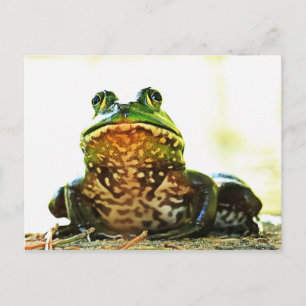 American Bullfrog Posing Postcard Postkarte