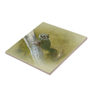 American Bullfrog - Rana catesbeiana Fliese