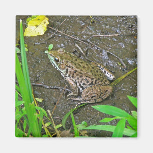 American Bullfrog - Rana catesbeiana Magnet