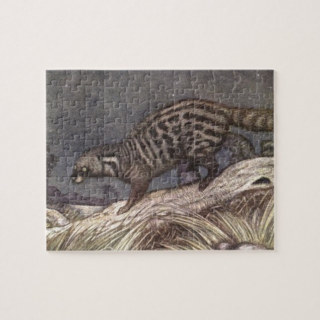 American Civet von Louis Sargent, Vintage Tiere (Horizontal)