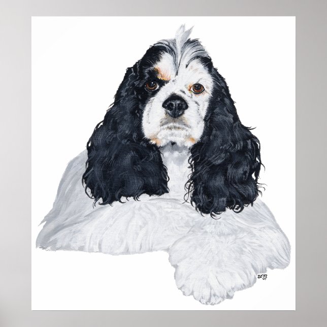 American Cocker Spaniel Poster (Vorne)