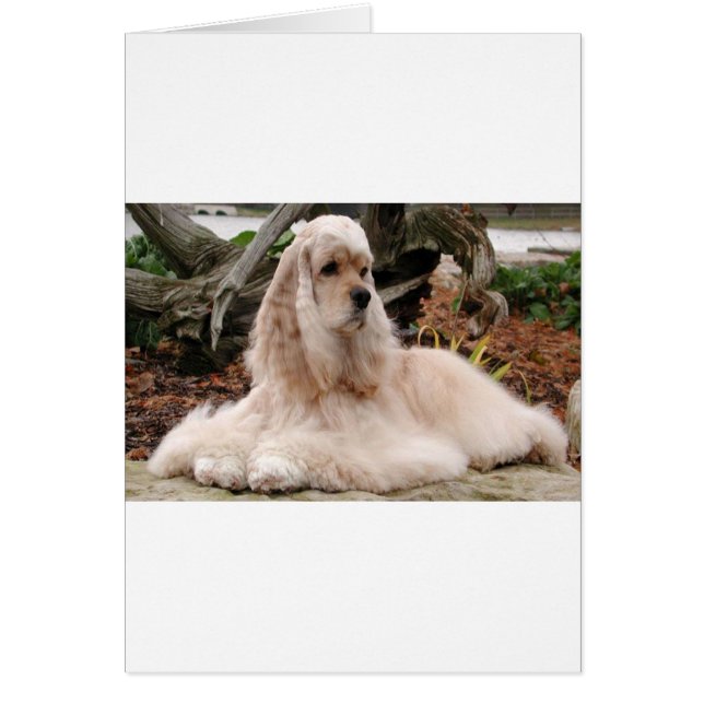 American Cocker Spaniel Series (Devant)