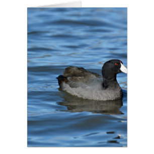 American Coot