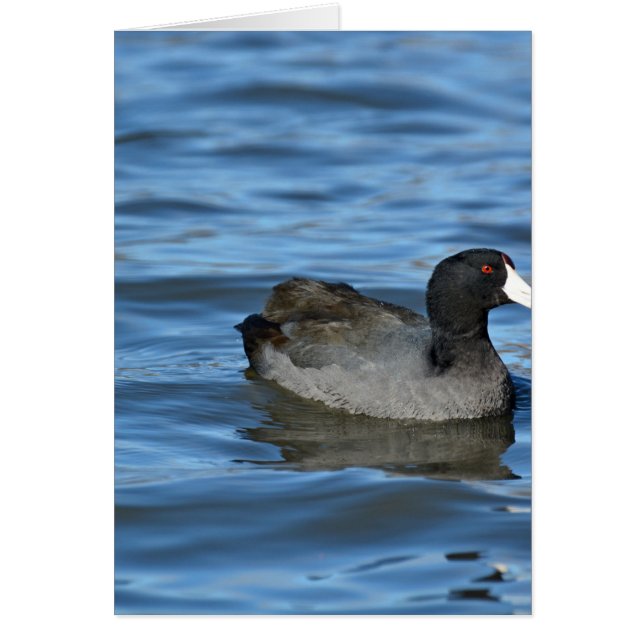 American Coot (Vorne)