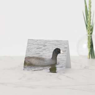 American Coot Foto Faltschachtel