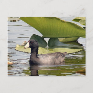 American Coot Foto Postcard Postkarte