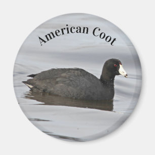 American Coot Magnet