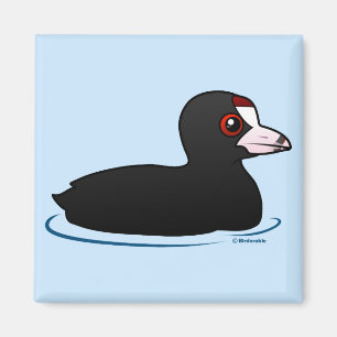 American Coot Magnet