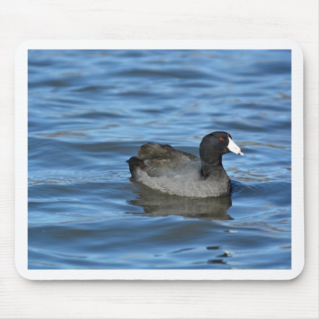 American Coot Mousepad (Vorne)