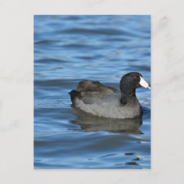 American Coot Postkarte (Vorderseite)