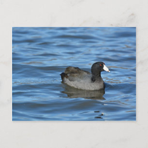 American Coot Postkarte