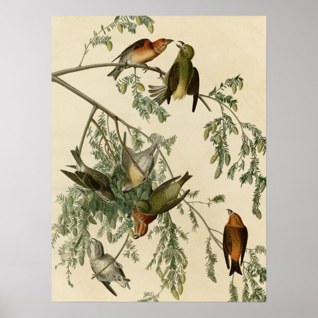 American Crossbill Poster (Vorne)