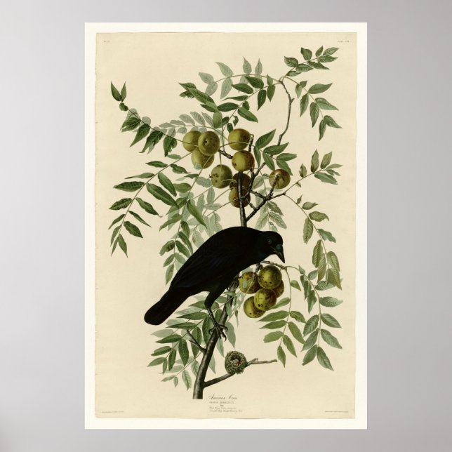American Crow Poster (Vorne)