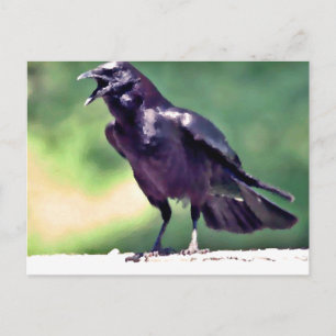 American Crow Postkarte