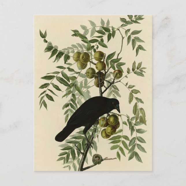 American Crow Postkarte (Vorderseite)