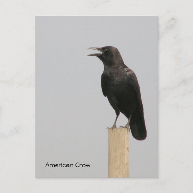 American Crow Postkarte (Vorderseite)