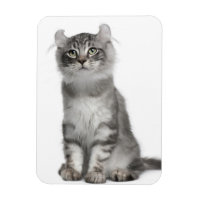 American Curl Kitten (3 Monate)