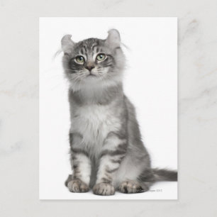 American Curl Kitten (3 Monate) Postkarte