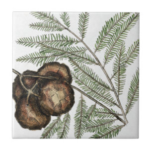 American Cypress oder Bald Cypress Tree Vintage Ku Fliese