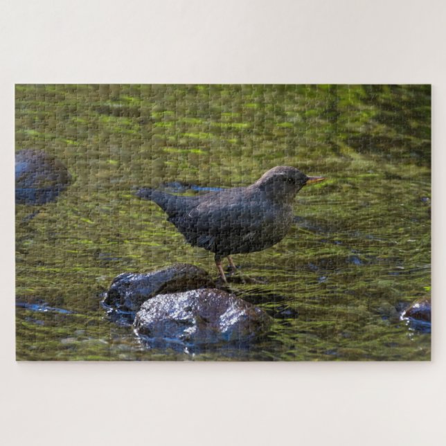 American Dipper (Horizontal)