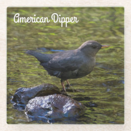 American Dipper Glasuntersetzer
