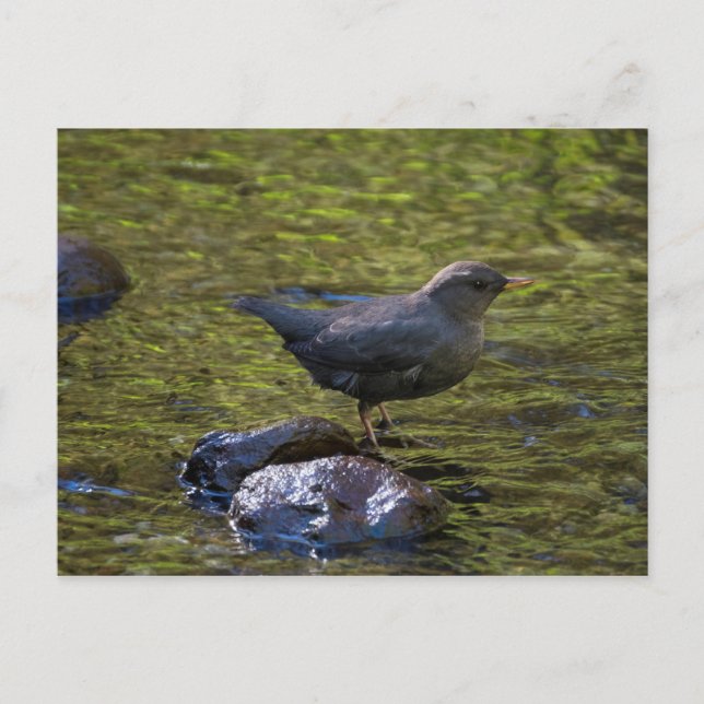 American Dipper Postkarte (Vorderseite)