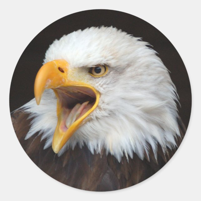 AMERICAN EAGLE by Jean-Louis Glineur Runder Aufkleber (Vorderseite)