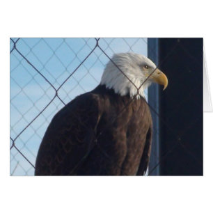 American Eagle Grußkarte