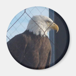 American Eagle Kühlschrank Magnet