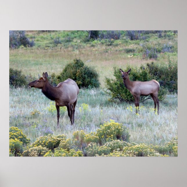 American Elk | Colorado Poster (Vorne)