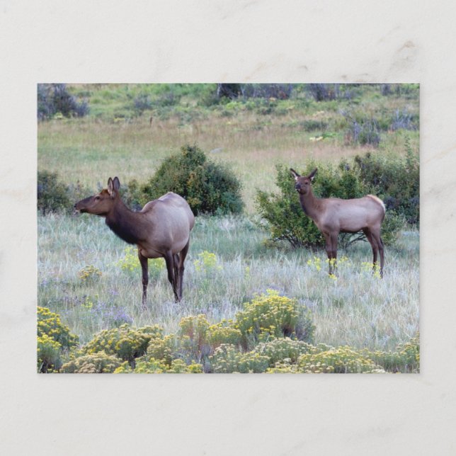 American Elk | Colorado Postkarte (Vorderseite)