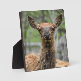 American Elk Desktop Plaque Fotoplatte