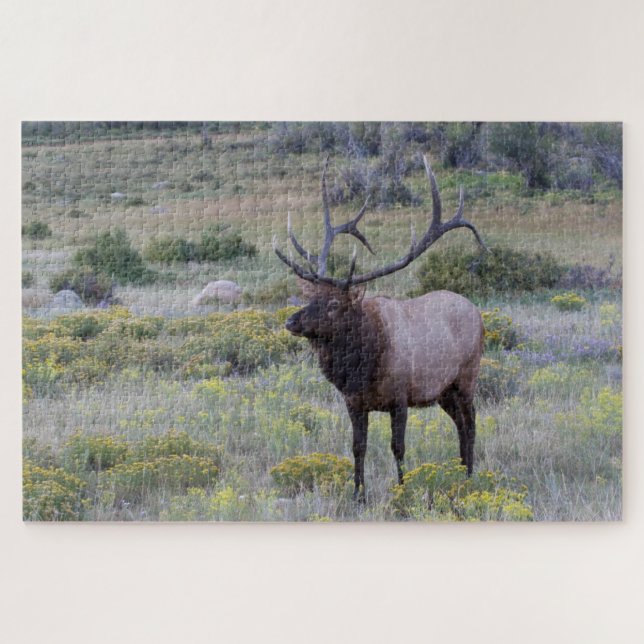 American Elk | Rocky National Park, Colorado (Horizontal)