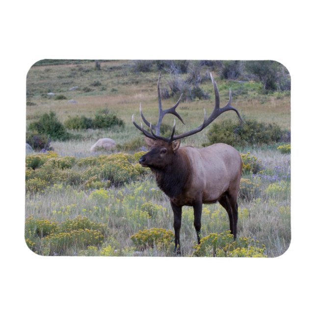 American Elk | Rocky National Park, Colorado Magnet (Horizontal)