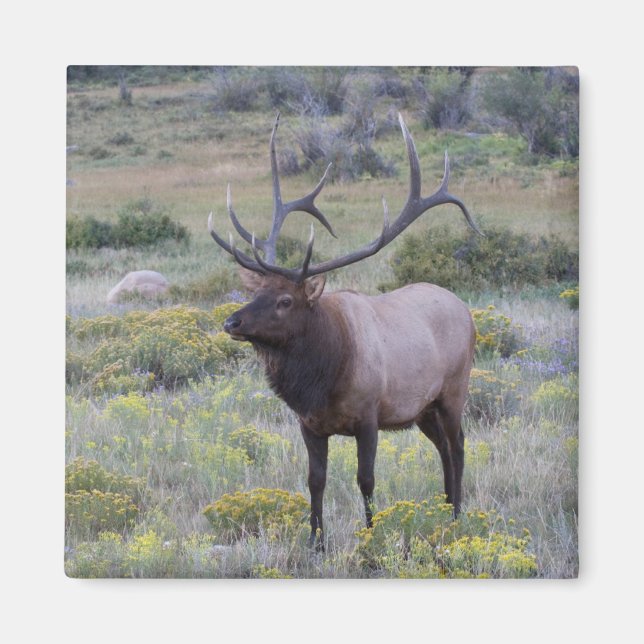 American Elk | Rocky National Park, Colorado Magnet (Vorne)