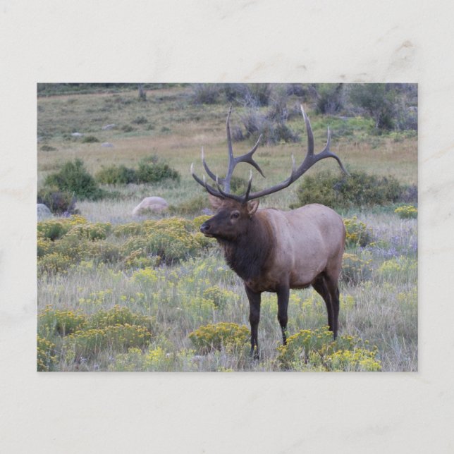 American Elk | Rocky National Park, Colorado Postkarte (Vorderseite)